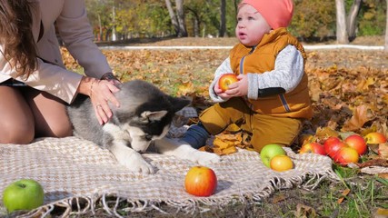 family picnic, small boy bites an apple in an autumn park next to a dog and mum have a good time on background of yellow leaves