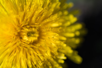 Close-up of a dandelion flower yellow. Macro photo