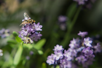 Hover Fly on  Lavender Blossom