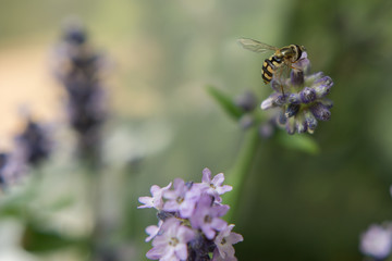 Hover Fly on  Lavender Blossom