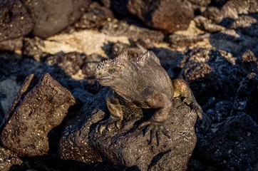 Galapagos