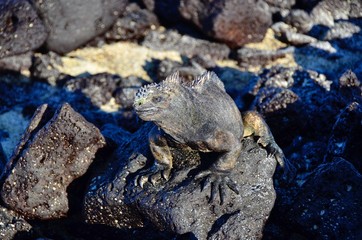 Galapagos