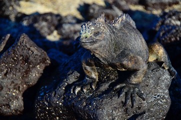 Galapagos
