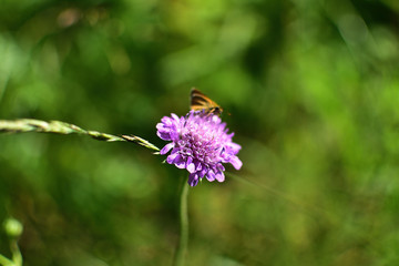 close-up of forest purple flower with a butterfly on a soft blurred green background