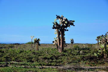 Galapagos