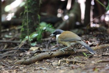 White-cheeked laughingthrush (Garrulax vassali) in Da lat, Vietnam