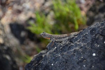 Galapagos