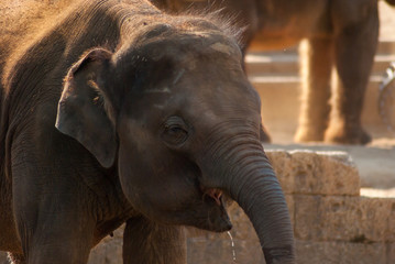 Fototapeta premium Elephant of India