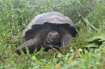 Galapagos