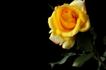  Yellow Rose