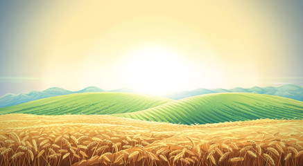 Summer landscape with a field of ripe wheat, and hills and dales in the background. Raster illustration.