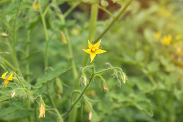 Young tomato plant blooms in greenhouse. Green background. Sunny light. Copy space