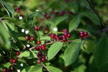 close-up plant wolfberry on a branch with leaves on a soft blurred green background