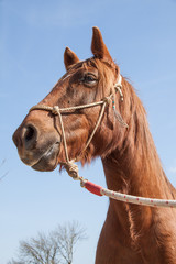 Brown Workhorse with Rope Harness on a Sunny Blue Sky Day