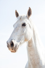 Fototapeta na wymiar White Horse on a Bright Sunny Day.