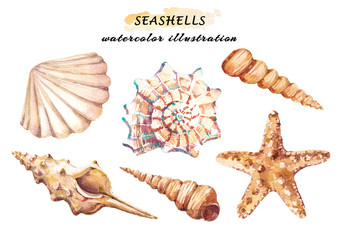 Watercolor set of underwater life objects - various tropical seashells and starfish. Hand drawn illustrations isolated on white background.