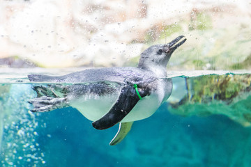 Penguins swim in the aquarium of Genoa (Italy)