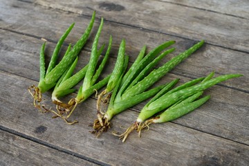 Aloe vera on wooden table background, copy space, skin care concept