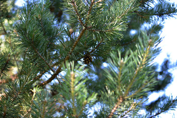 Fototapeta na wymiar green branch of pine with long needles on soft blurred sky background