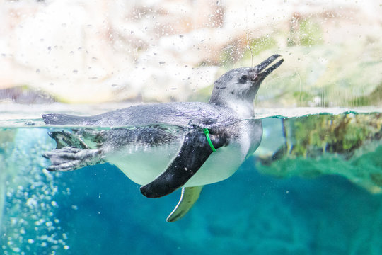 Penguins Swim In The Aquarium Of Genoa (Italy)