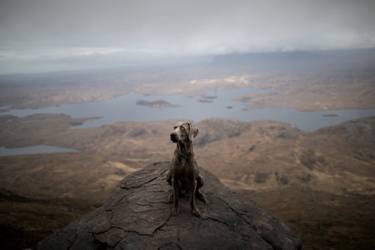 Weimaraner dog sitting on cliff