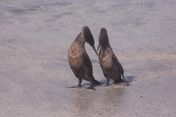 Galapagos Islands