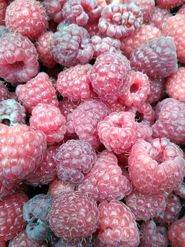 berries/tasty raspberry filled with vitamins