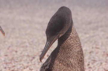 Galapagos Kormoran nicht fliegend