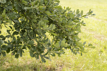 Young acorns on oak with wet leaves after the rain.