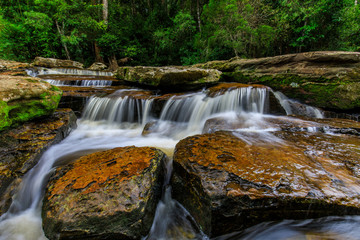 Obraz premium Beautiful stream in the rainforest.