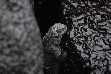 Galapagos MArine IGuana