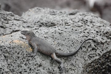 Galapagos MArine IGuana