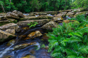 Beautiful  stream in the rainforest.