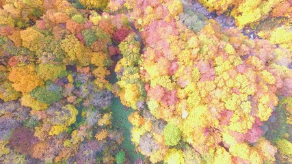 絶景、紅葉城ヶ倉大橋