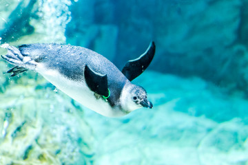 Penguins swim in the aquarium of Genoa (Italy)