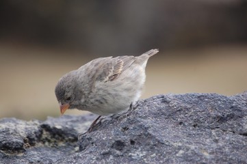 Darwin Fink Galapagos