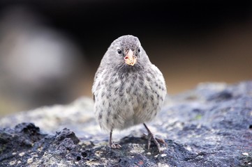 Darwin Fink Galapagos