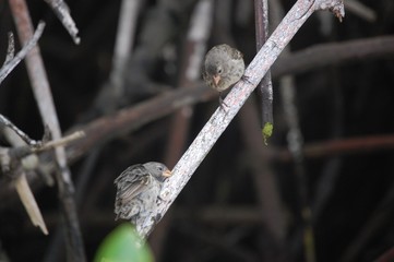 Darwin Fink Galapagos