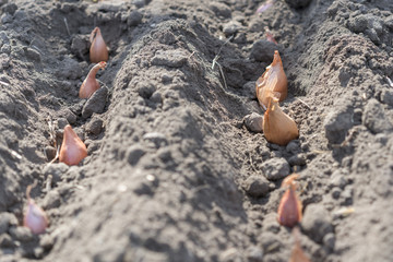 Bulbs in the ground. Landing onions in the field. Close-up