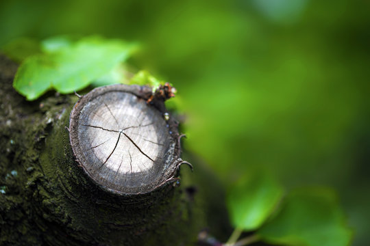 Saw cut of an old cherry tree