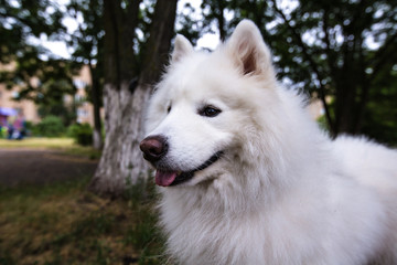 beautiful white dog of Samoyed Laika