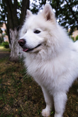 beautiful white dog of Samoyed Laika