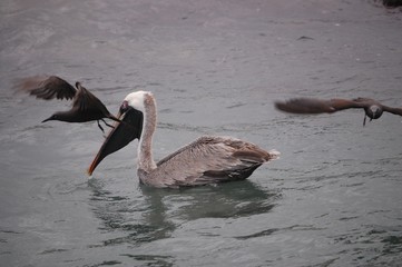 Galapagos Fauna