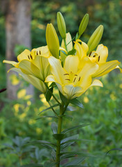 Yellow lilies in garden