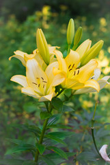 Yellow lilies are blooming