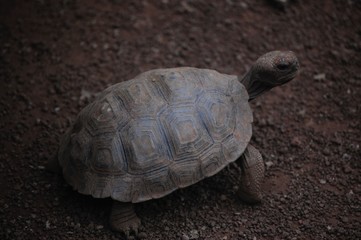 Galapagos fauna