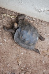 Galapagos fauna