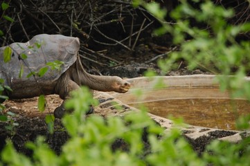 Galapagos Lonely George