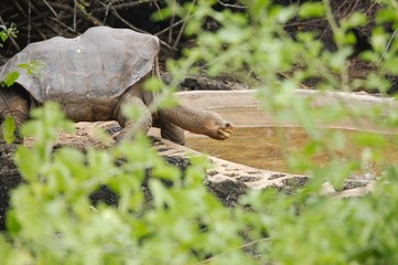 Galapagos Lonely George