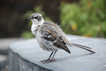 Galapagos fauna